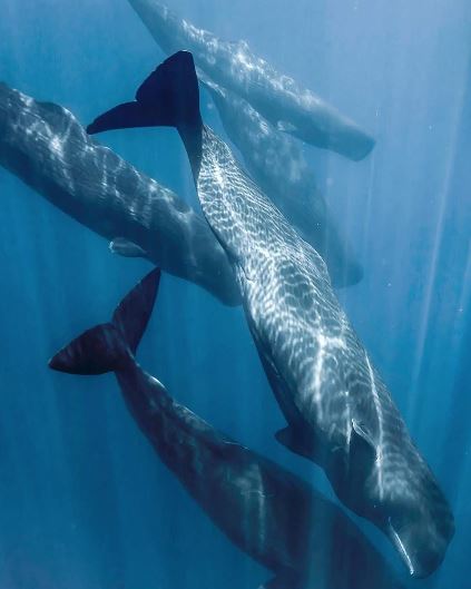 sri lanka whales watching