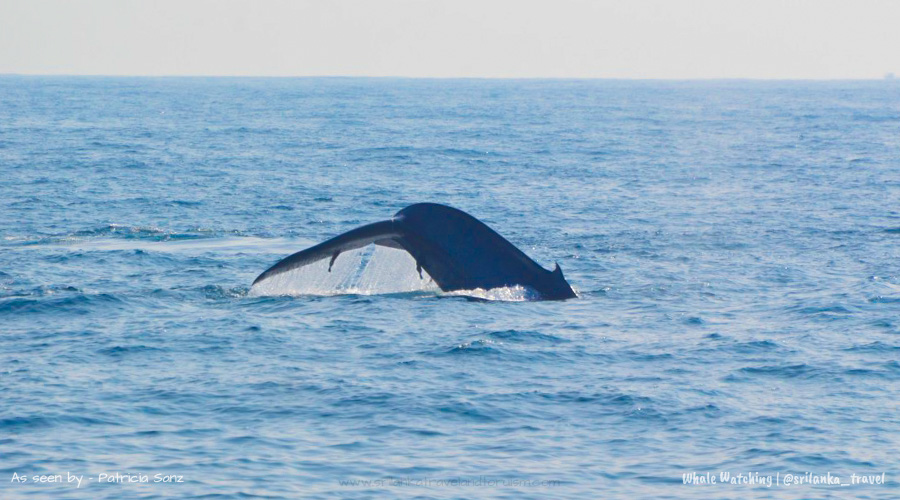 srilanka-whale-watching