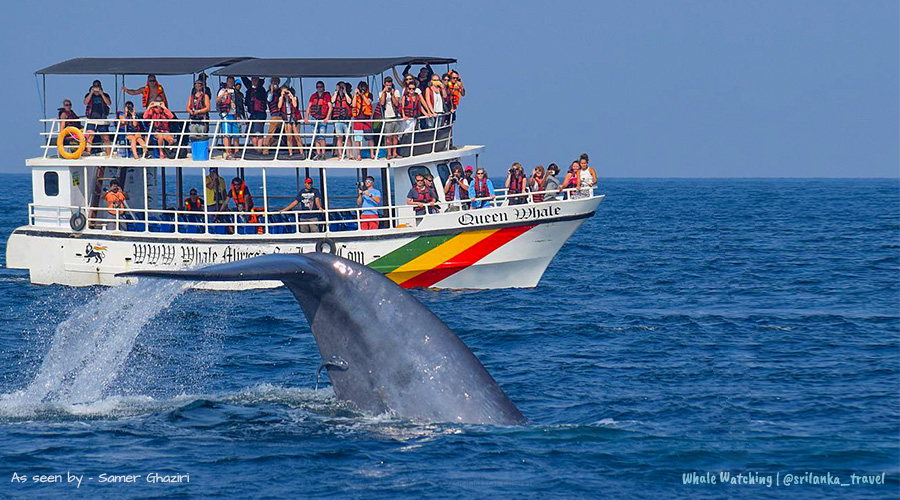 whale-watching-sri-lanka