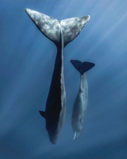 whale-watching-srilanka