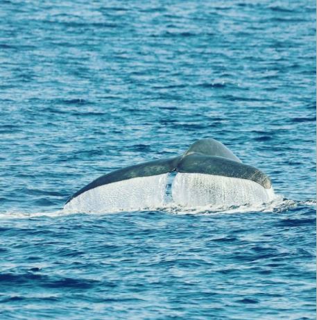 whales sri lanka